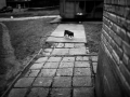 Social houses "Awaryjniak"